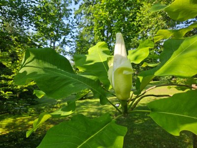 Magnolia macrophylla ssp. Ashei - šácholan velkolistý 